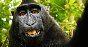 BATALLA-WIKIPEDIA-SELFIE