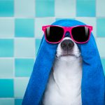 dog in shower  or wellness spa